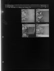 Setting Out Tobacco Fire (4 Negatives), April 11-12, 1961 [Sleeve 30, Folder d, Box 26]